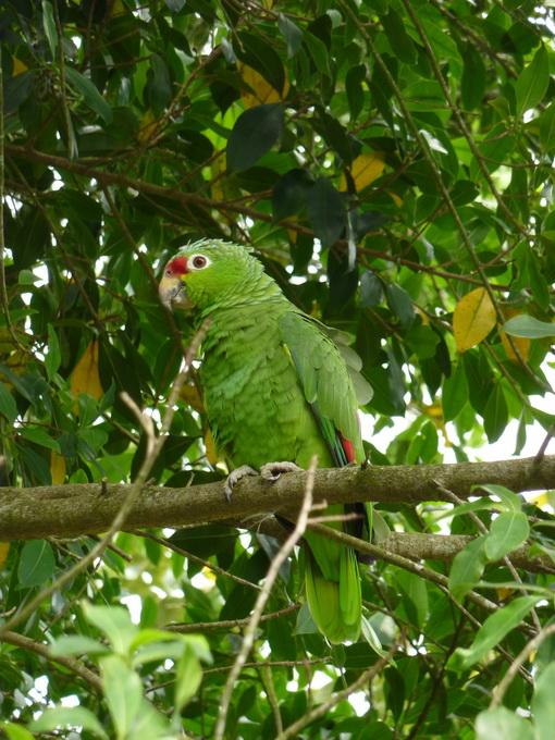 Arenal-1110246_redimensionner