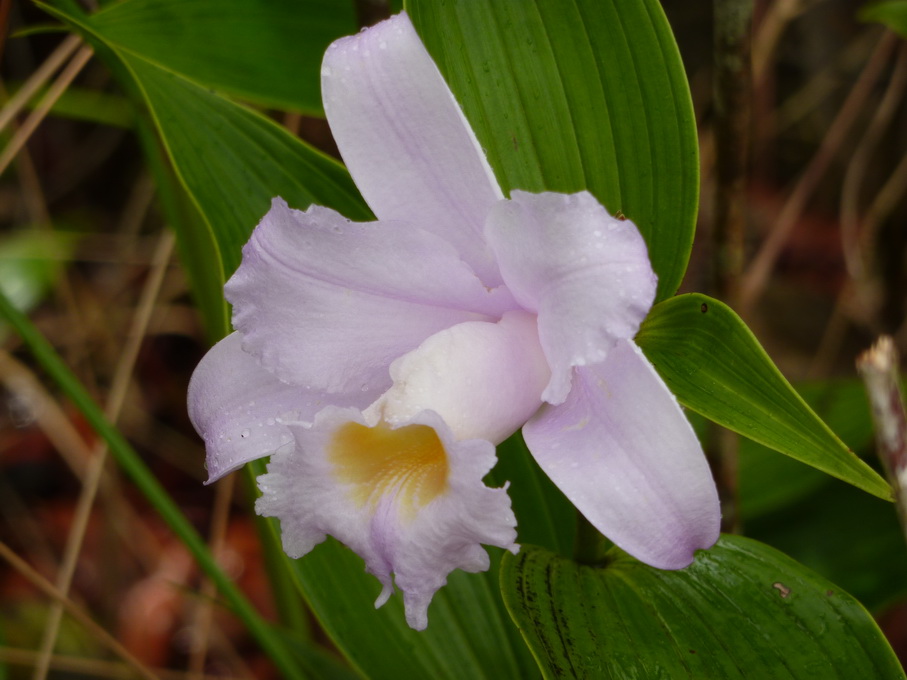 Arenal-1110269_redimensionner