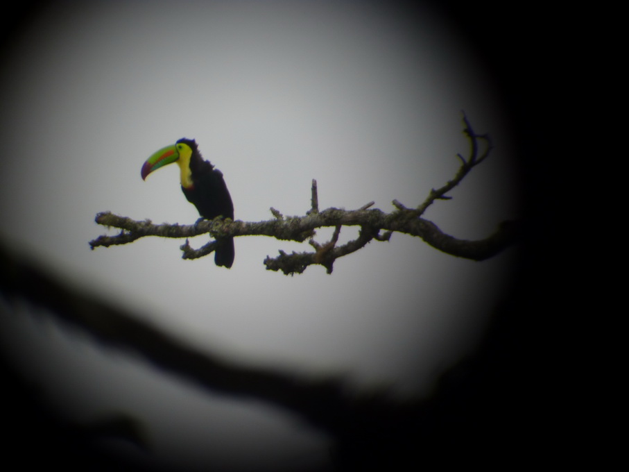 Monteverde-1120126_redimensionner