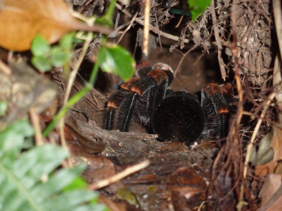 Monteverde-1120137_redimensionner