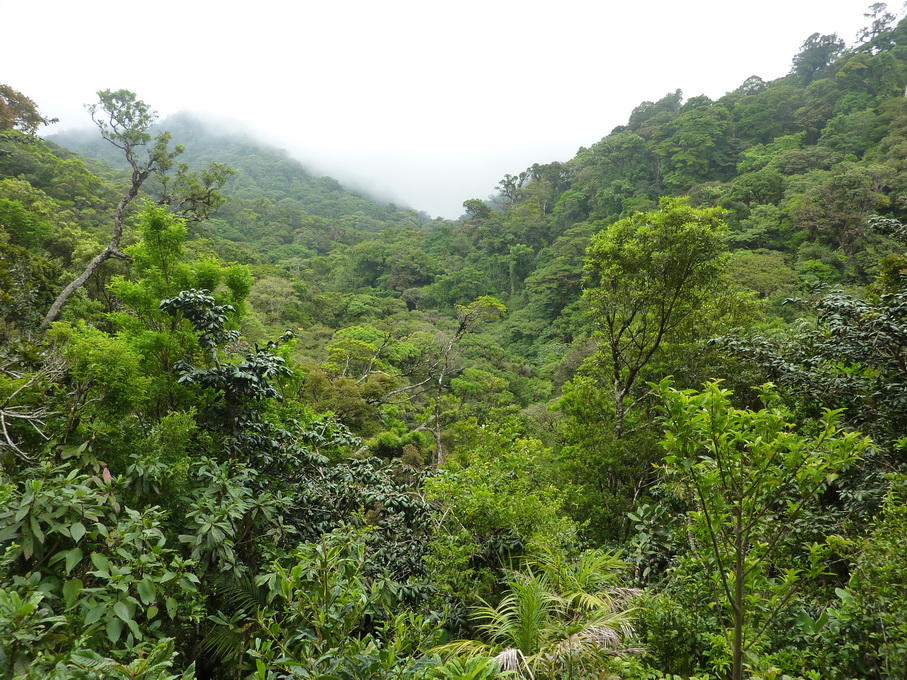 Monteverde-1120157_redimensionner